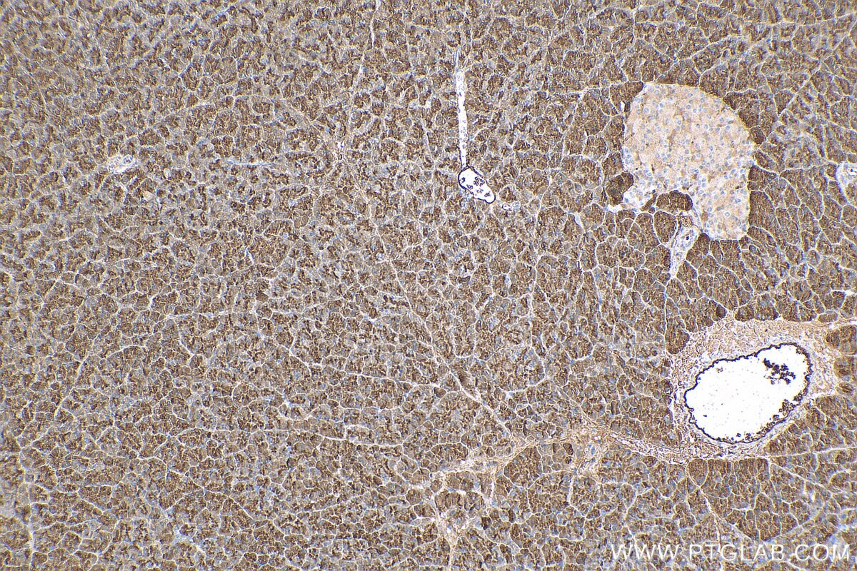 IHC staining of mouse pancreas using 11766-1-AP