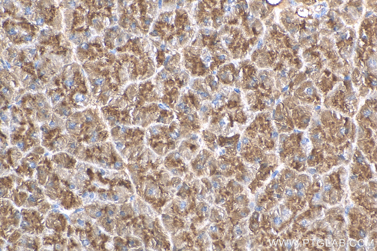 Immunohistochemistry (IHC) staining of mouse pancreas tissue using CLPS Polyclonal antibody (11766-1-AP)