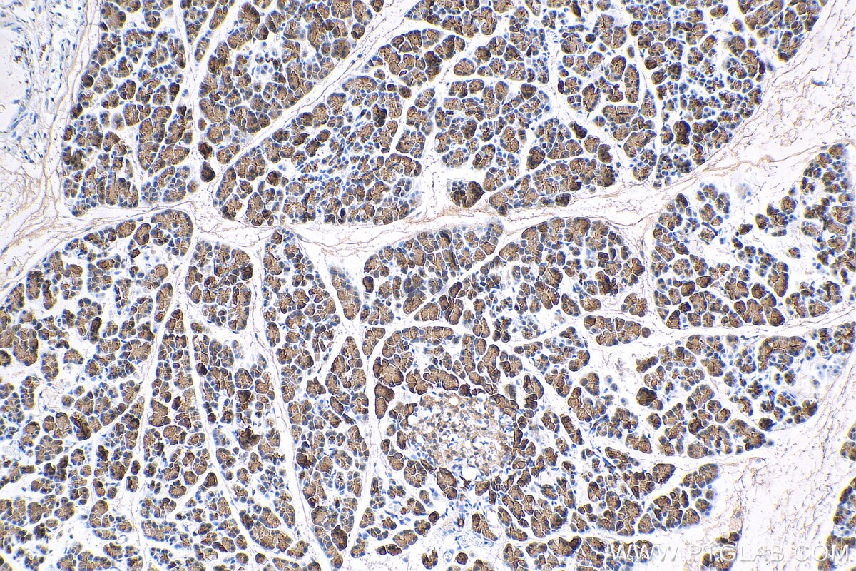 Immunohistochemistry (IHC) staining of rat pancreas tissue using CLPS Polyclonal antibody (11766-1-AP)