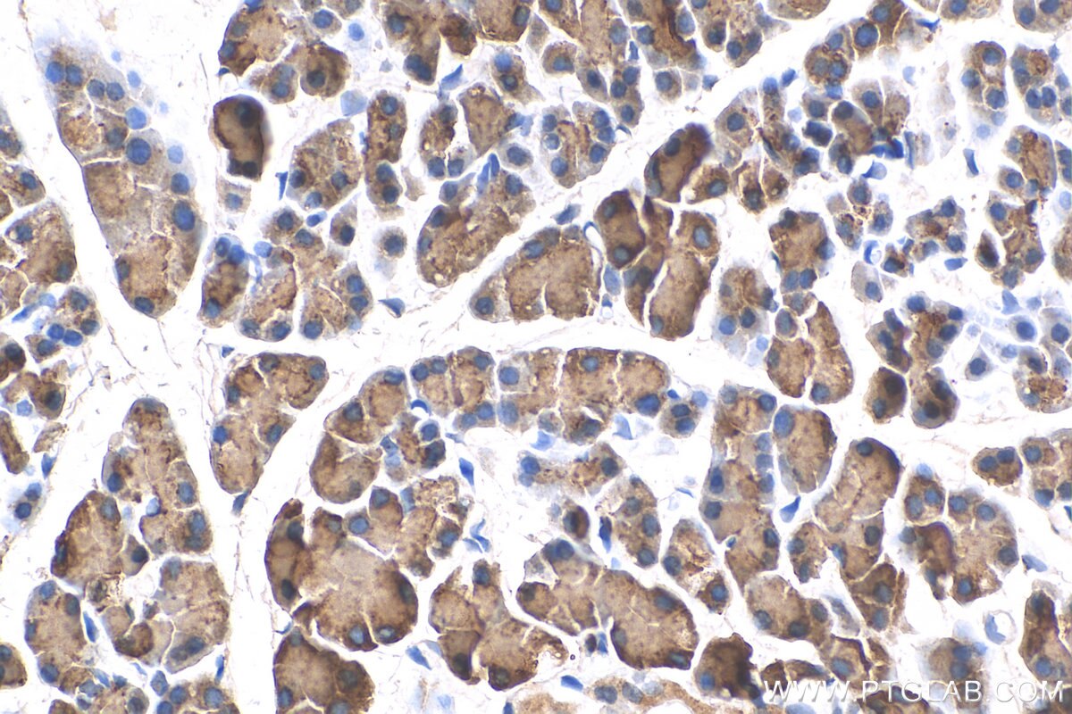 Immunohistochemistry (IHC) staining of rat pancreas tissue using CLPS Polyclonal antibody (11766-1-AP)