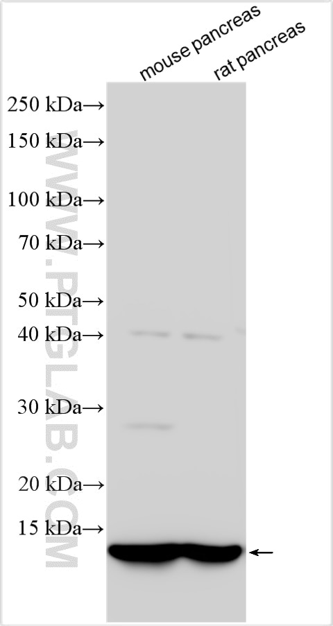Western Blot (WB) analysis of various lysates using CLPS Polyclonal antibody (11766-1-AP)