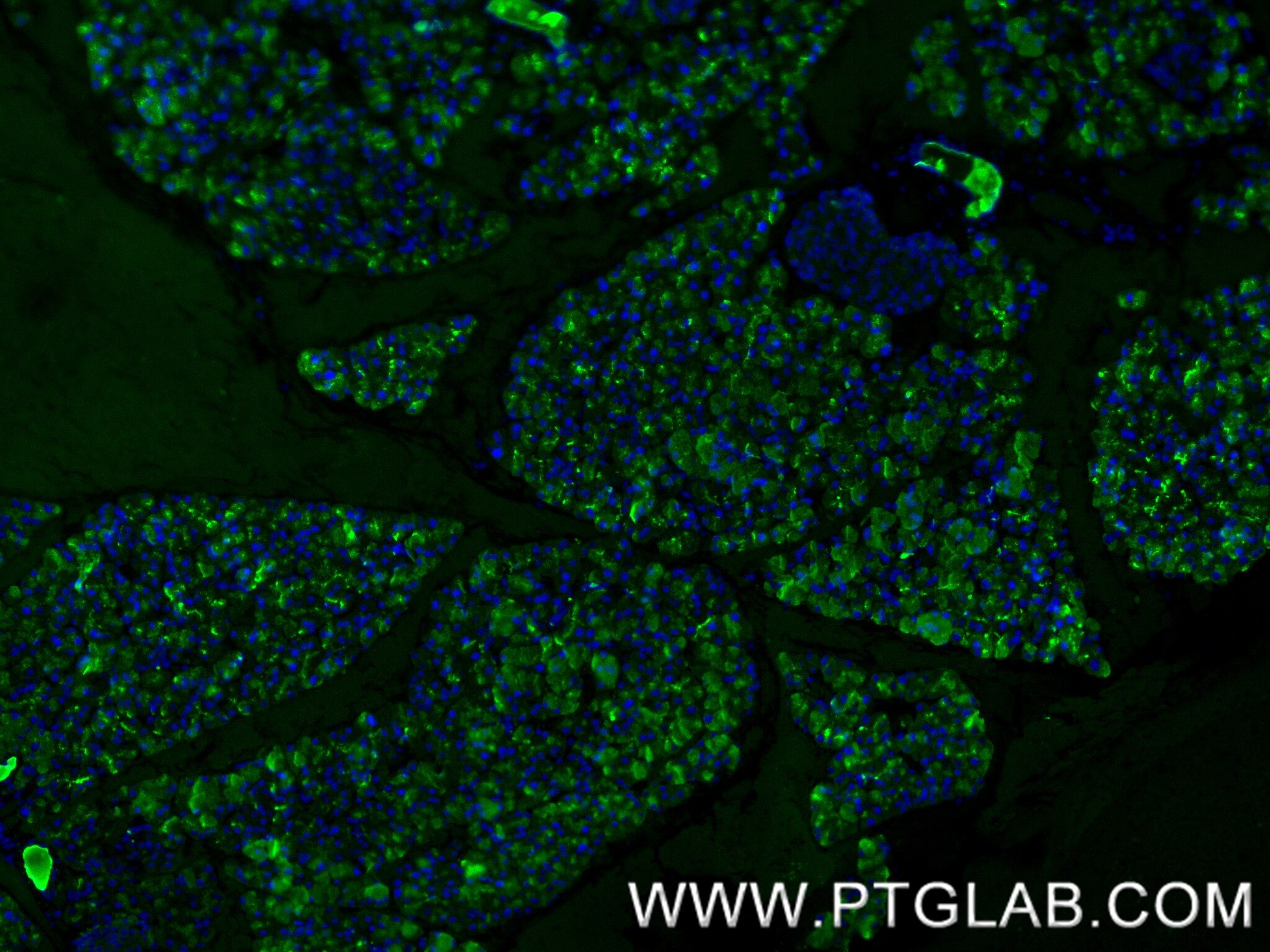 Immunofluorescence (IF) / fluorescent staining of mouse pancreas tissue using CLPS Recombinant antibody (84224-2-RR)