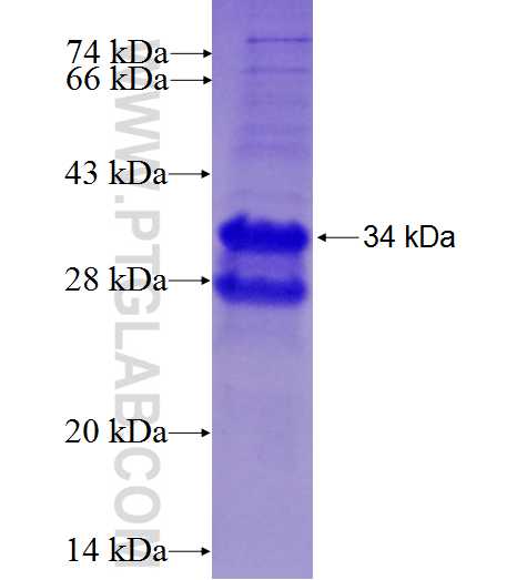 CLPS fusion protein Ag2321 SDS-PAGE