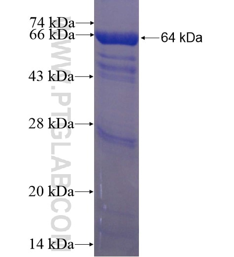 CLPTM1 fusion protein Ag7538 SDS-PAGE