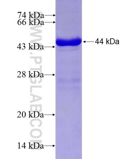 CLPTM1 fusion protein Ag7641 SDS-PAGE