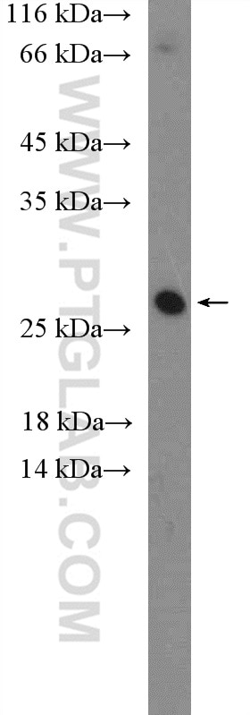 Western Blot (WB) analysis of HeLa cells using CLRN1 Polyclonal antibody (26630-1-AP)