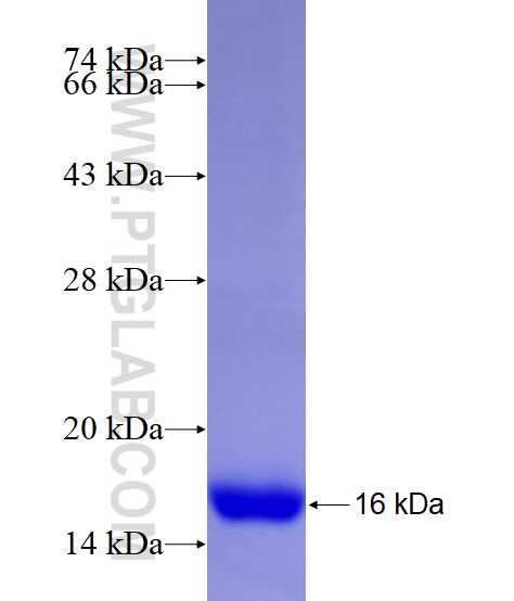CLRN1 fusion protein Ag24289 SDS-PAGE