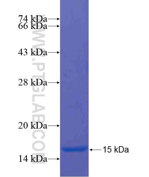 CLRN2 fusion protein Ag21182 SDS-PAGE