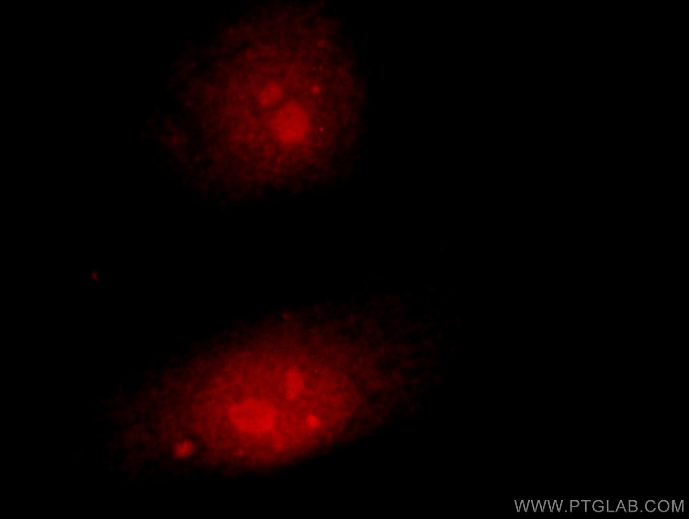Immunofluorescence (IF) / fluorescent staining of HepG2 cells using Claspin Polyclonal antibody (23206-1-AP)