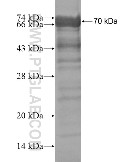 CLSPN fusion protein Ag19637 SDS-PAGE