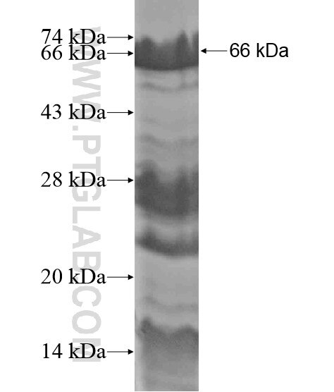 CLSPN fusion protein Ag19650 SDS-PAGE
