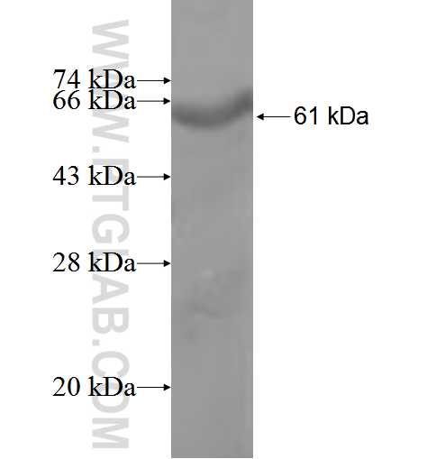 CLSTN1 fusion protein Ag3504 SDS-PAGE