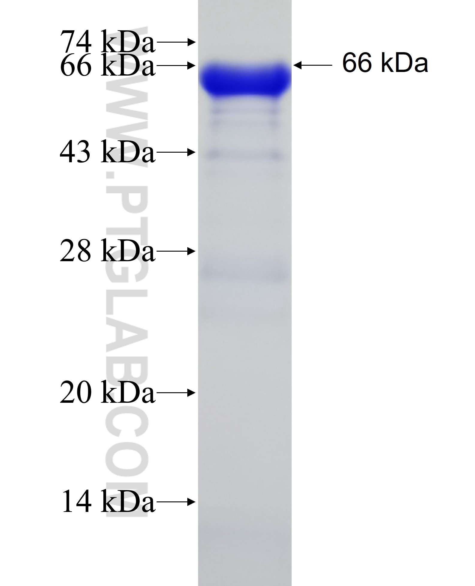 CLSTN1 fusion protein Ag3504 SDS-PAGE