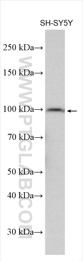 Western Blot (WB) analysis of various lysates using CLSTN2 Polyclonal antibody (21436-1-AP)