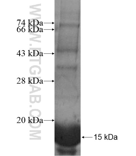 CLSTN3 fusion protein Ag14897 SDS-PAGE