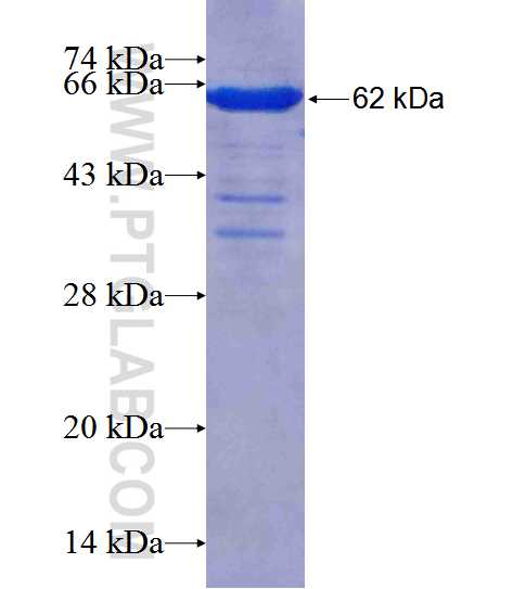 CLTA fusion protein Ag1299 SDS-PAGE