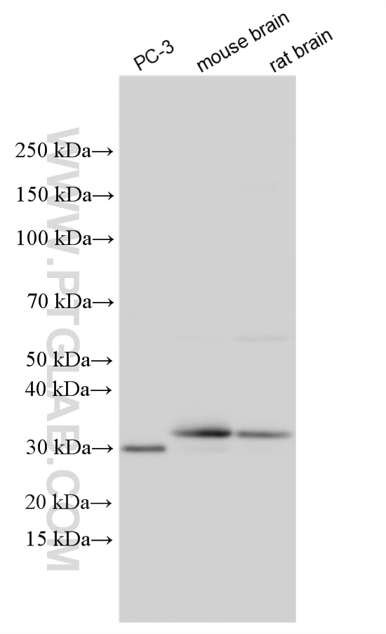 Western Blot (WB) analysis of various lysates using CLTB Polyclonal antibody (10455-1-AP)