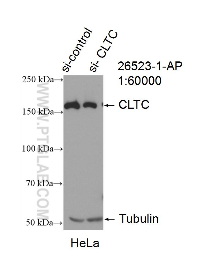 WB analysis of HeLa using 26523-1-AP