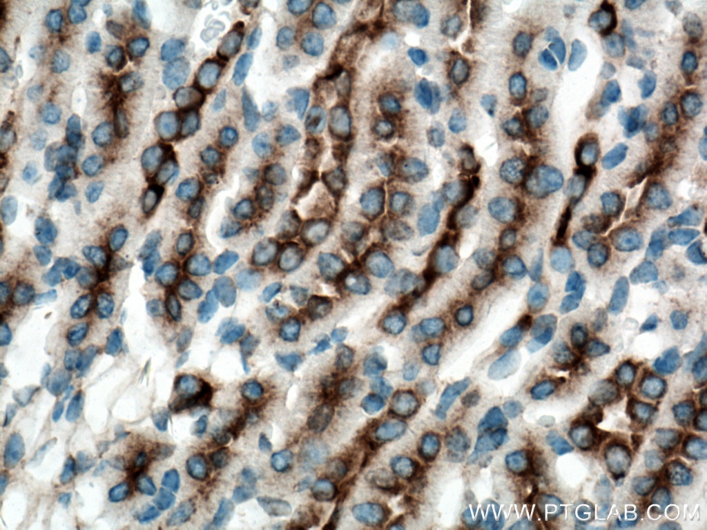 IHC staining of mouse kidney using 66487-1-Ig