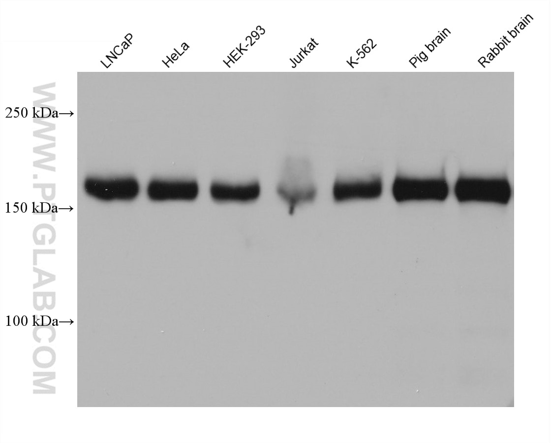 Western Blot (WB) analysis of various lysates using CLTC Monoclonal antibody (66487-1-Ig)