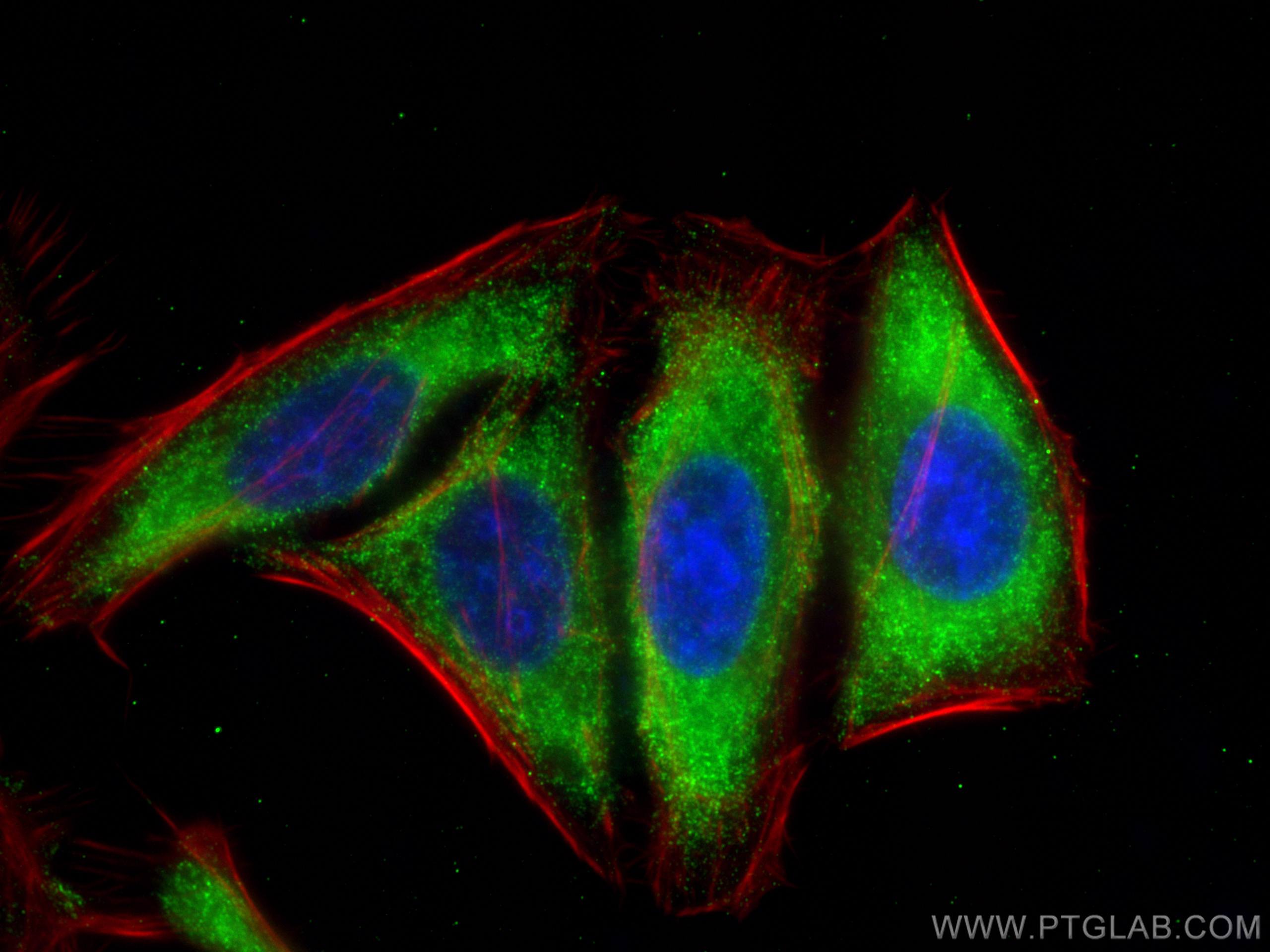Immunofluorescence (IF) / fluorescent staining of HepG2 cells using CoraLite® Plus 488-conjugated CLTC Monoclonal anti (CL488-66487)