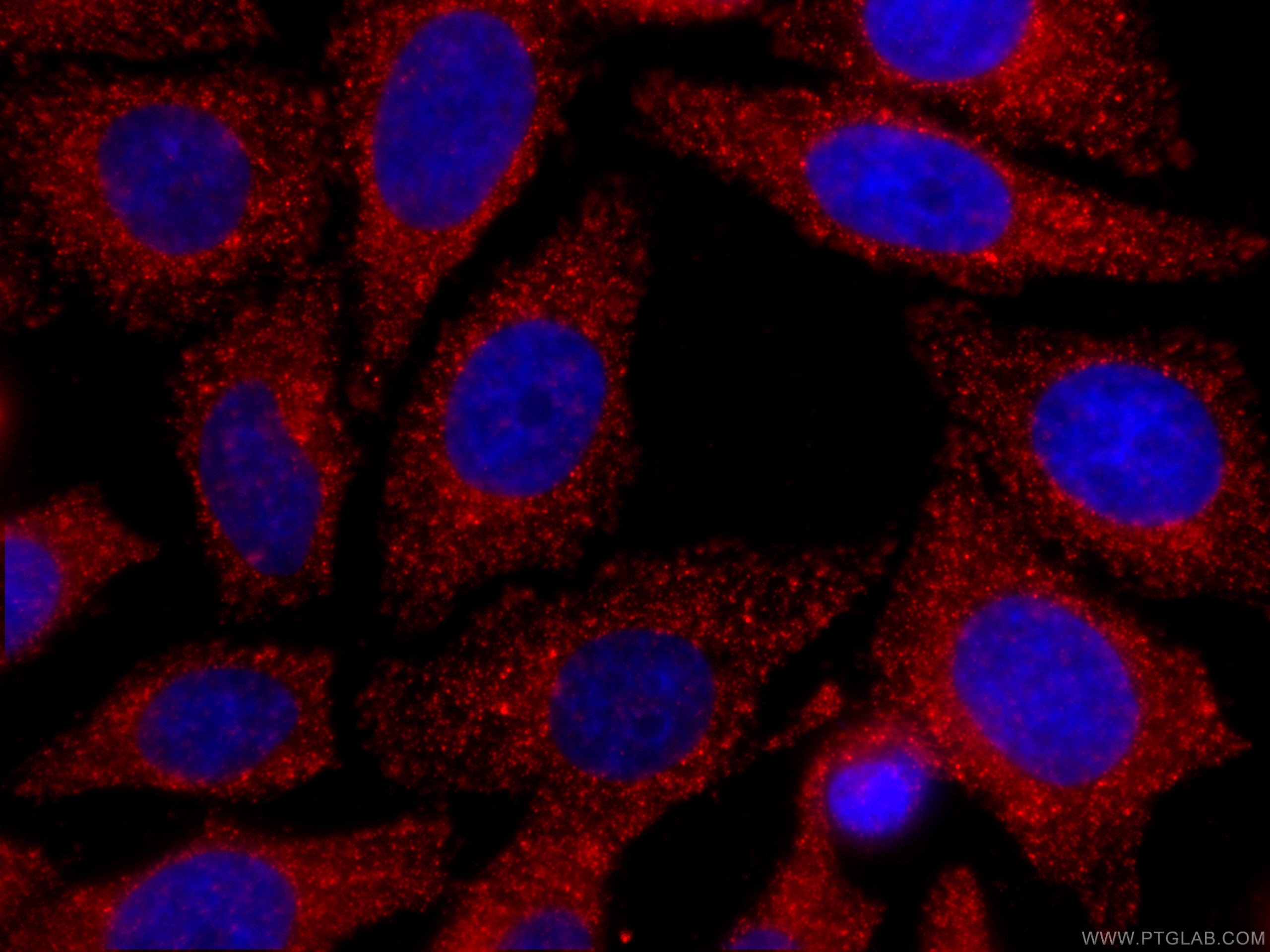 Immunofluorescence (IF) / fluorescent staining of HepG2 cells using CoraLite®594-conjugated CLTC Monoclonal antibody (CL594-66487)