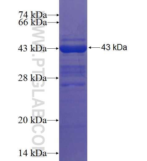 CLTC fusion protein Ag5568 SDS-PAGE