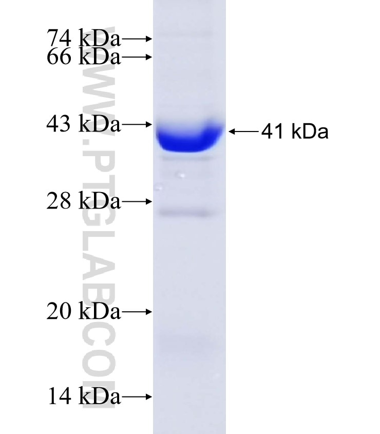 CLU fusion protein Ag19236 SDS-PAGE