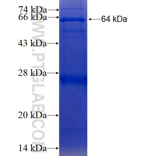 CLU fusion protein Ag2889 SDS-PAGE