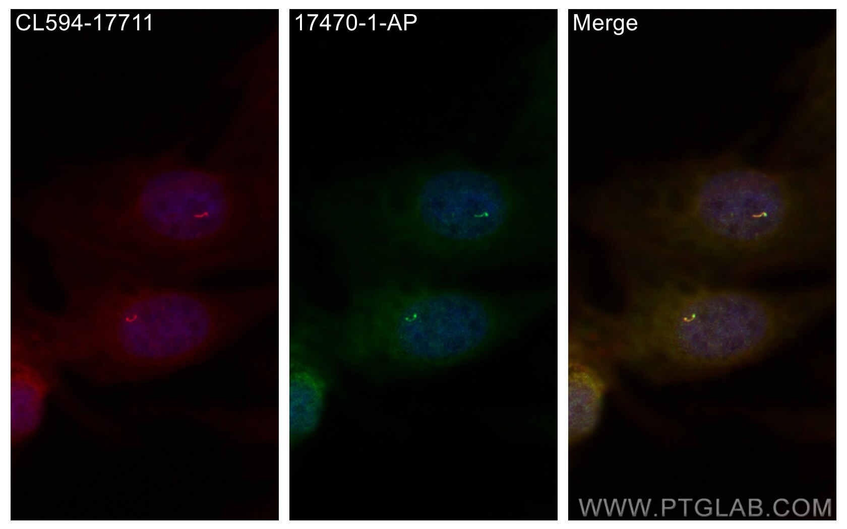 Immunofluorescence (IF) / fluorescent staining of MDCK cells using CLUAP1 Polyclonal antibody (17470-1-AP)