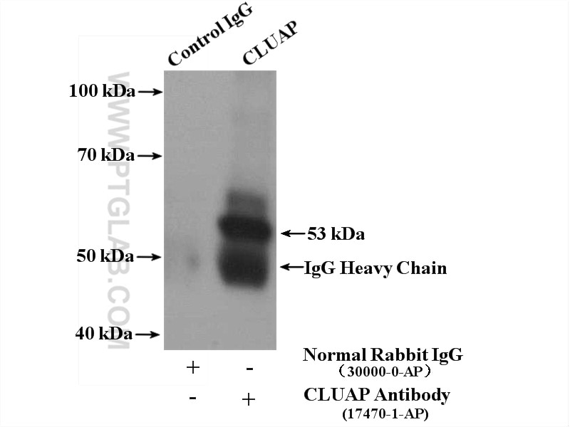 Immunoprecipitation (IP) experiment of HepG2 cells using CLUAP1 Polyclonal antibody (17470-1-AP)