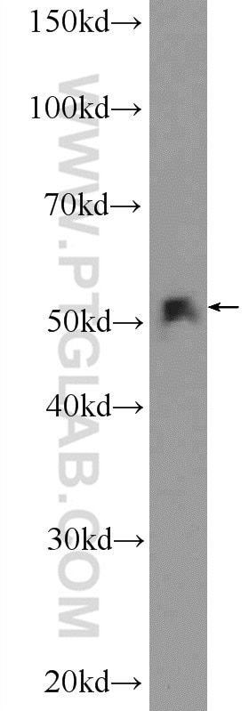 Western Blot (WB) analysis of HepG2 cells using CLUAP1 Polyclonal antibody (17470-1-AP)