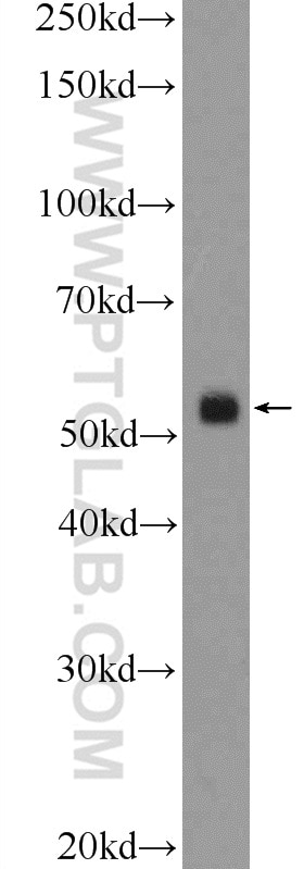Western Blot (WB) analysis of mouse testis tissue using CLUAP1 Polyclonal antibody (17470-1-AP)