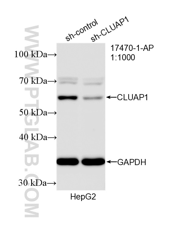 Western Blot (WB) analysis of HepG2 cells using CLUAP1 Polyclonal antibody (17470-1-AP)