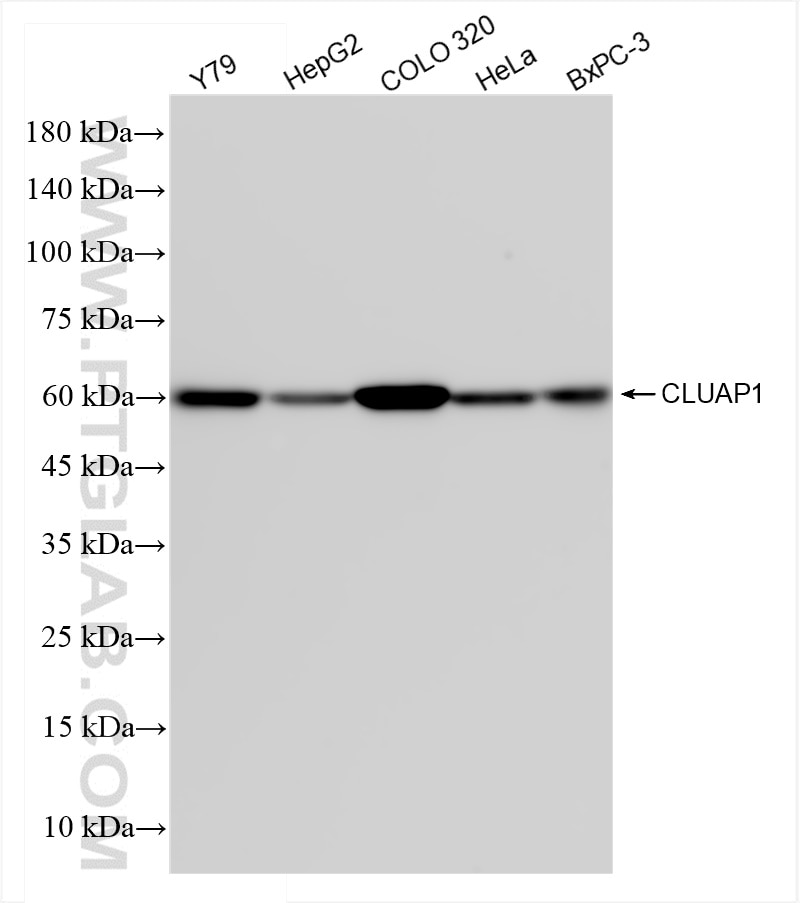 Western Blot (WB) analysis of various lysates using CLUAP1 Recombinant antibody (83849-3-RR)