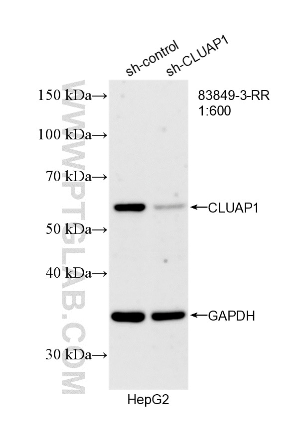 Western Blot (WB) analysis of HepG2 cells using CLUAP1 Recombinant monoclonal antibody (83849-3-RR)