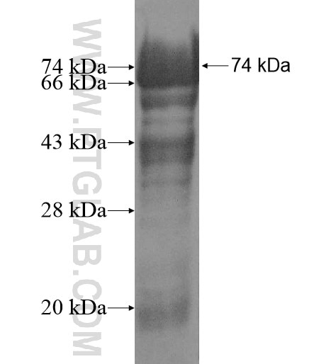 CLUAP1 fusion protein Ag11419 SDS-PAGE