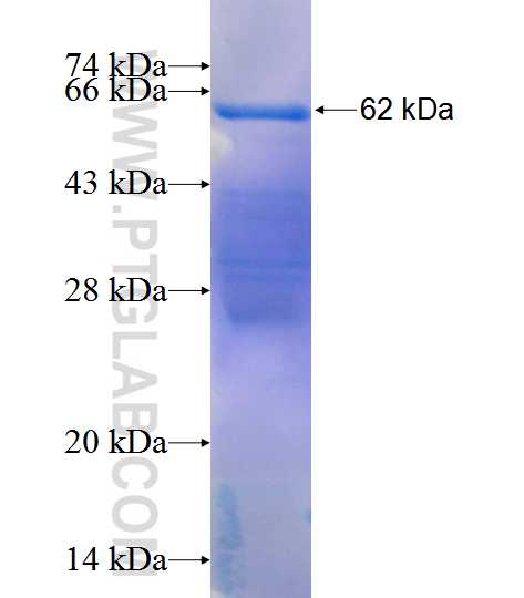 CLUAP1 fusion protein Ag12722 SDS-PAGE