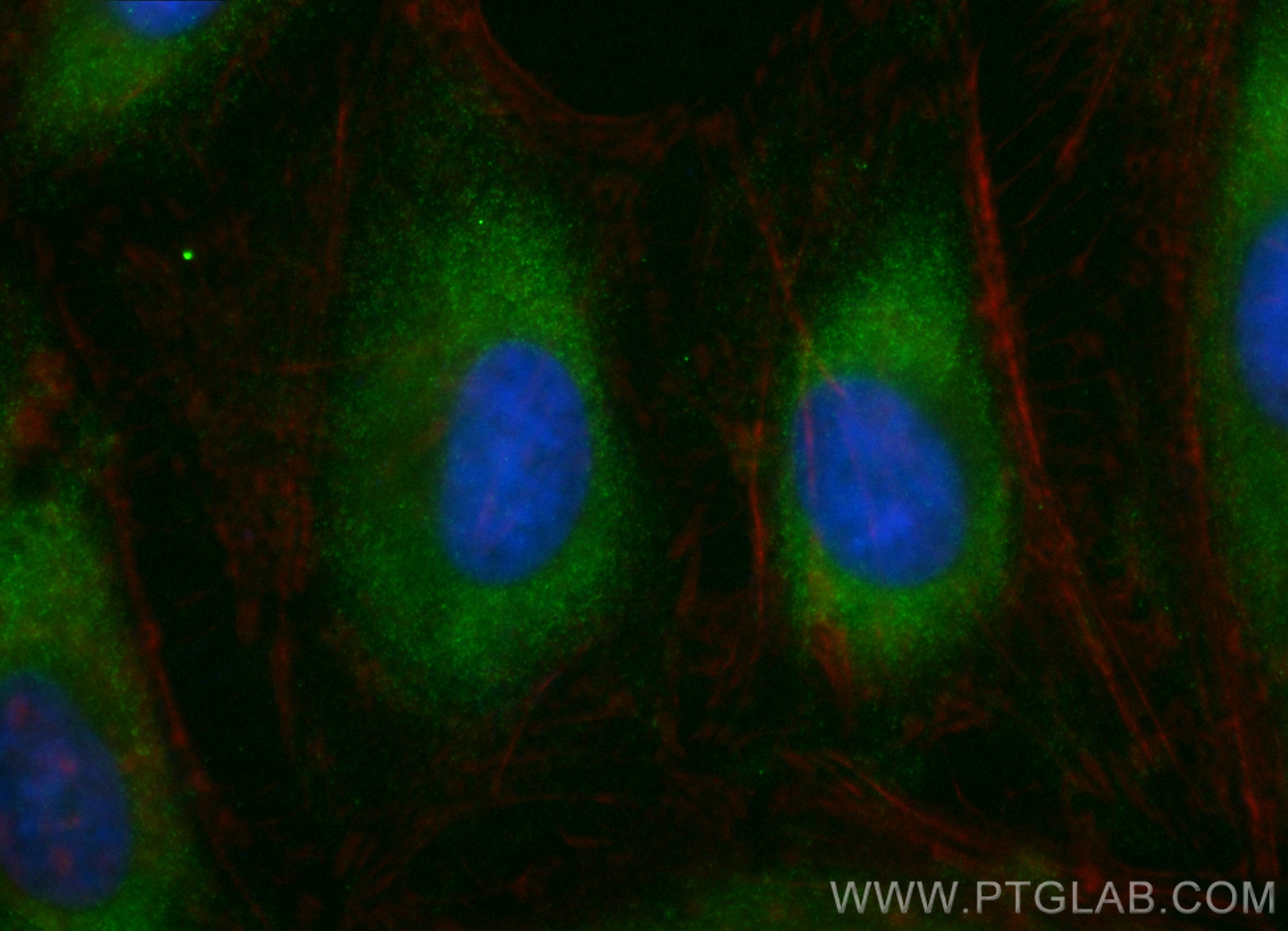 Immunofluorescence (IF) / fluorescent staining of HeLa cells using CoraLite® Plus 488-conjugated CLUH Recombinant ant (CL488-84321-4)