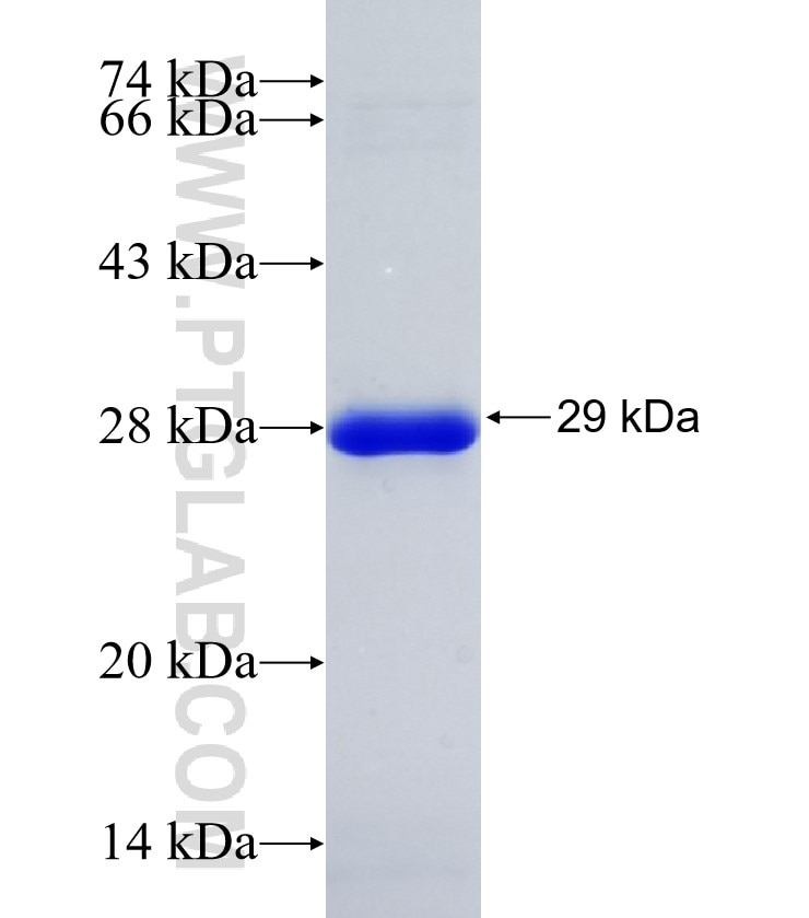 CLUH fusion protein Ag34293 SDS-PAGE CLUH fusion protein Ag34293 SDS-PAGE