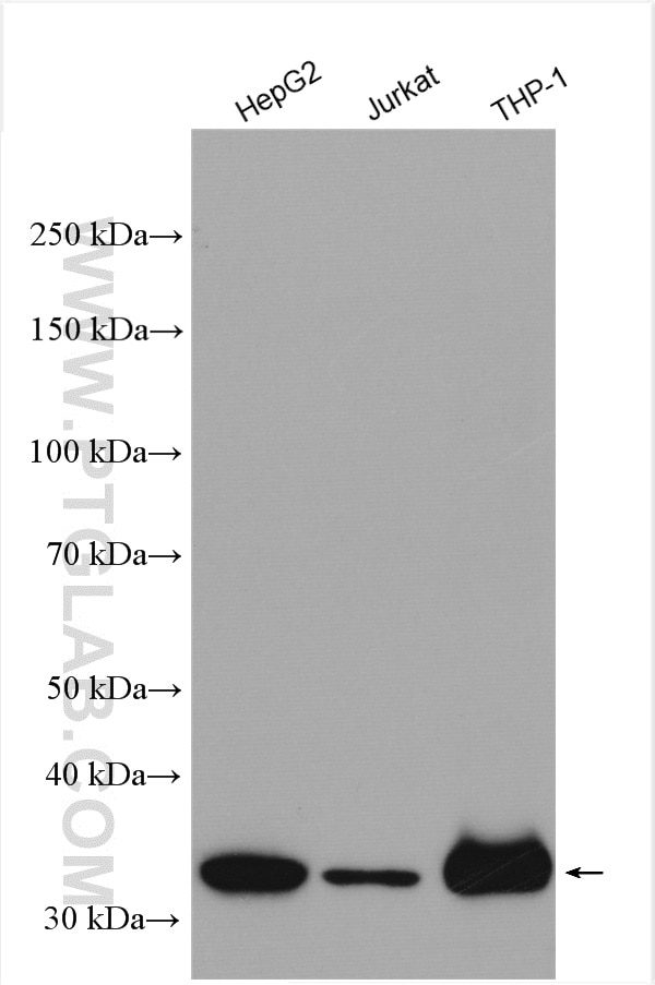 Western Blot (WB) analysis of various lysates using CLYBL Polyclonal antibody (17314-1-AP)