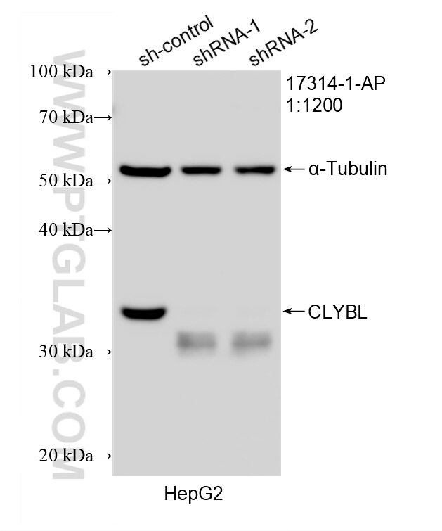 Western Blot (WB) analysis of HepG2 cells using CLYBL Polyclonal antibody (17314-1-AP)