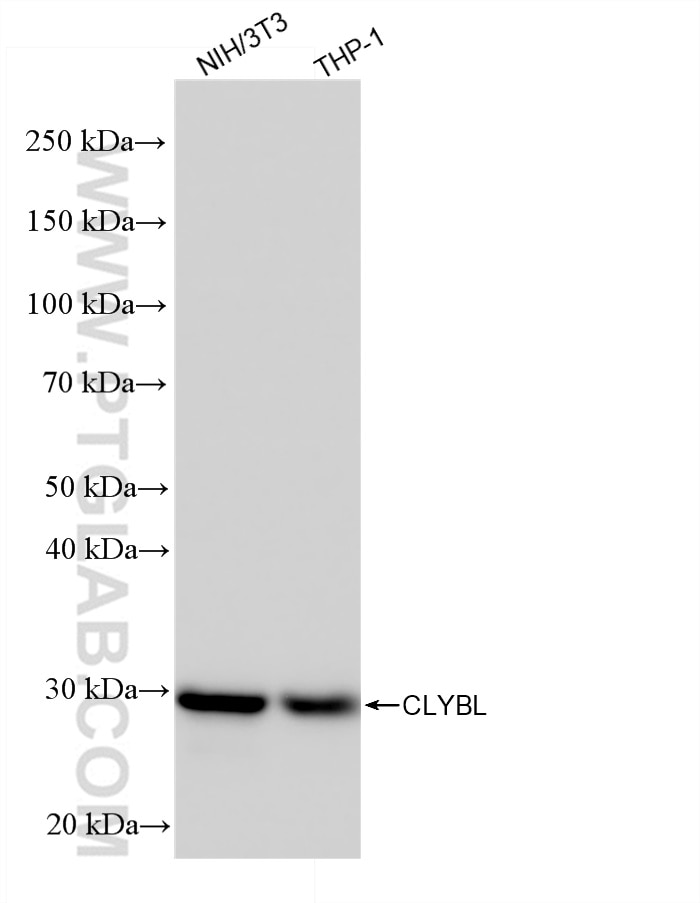 Western Blot (WB) analysis of various lysates using CLYBL Recombinant antibody (85399-4-RR)