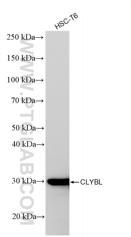 Western Blot (WB) analysis of HSC-T6 cells using CLYBL Recombinant antibody (85399-4-RR)