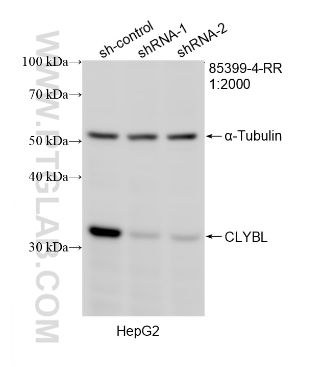 Western Blot (WB) analysis of HepG2 cells using CLYBL Recombinant monoclonal antibody (85399-4-RR)