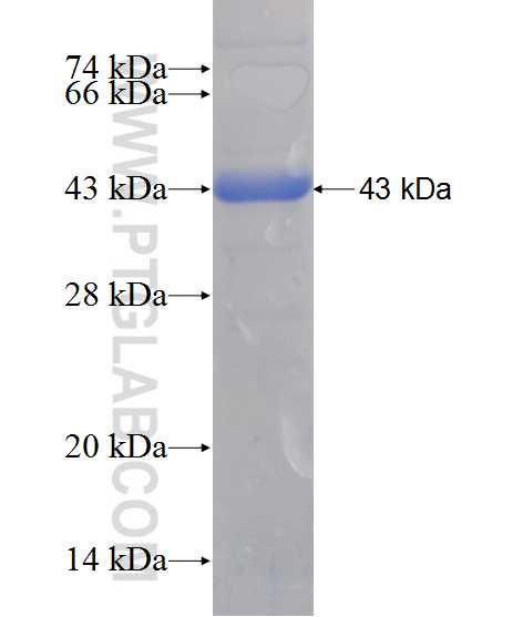 CLYBL fusion protein Ag11269 SDS-PAGE