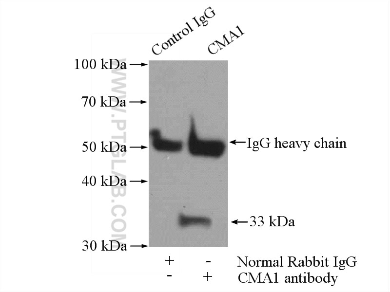 Immunoprecipitation (IP) experiment of mouse heart tissue using Mast Cell Chymase Polyclonal antibody (18189-1-AP)
