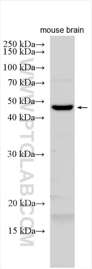 Western Blot (WB) analysis of various lysates using CMAS Polyclonal antibody (13006-1-AP)