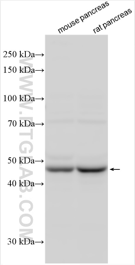 Western Blot (WB) analysis of various lysates using CMAS Polyclonal antibody (13006-1-AP)