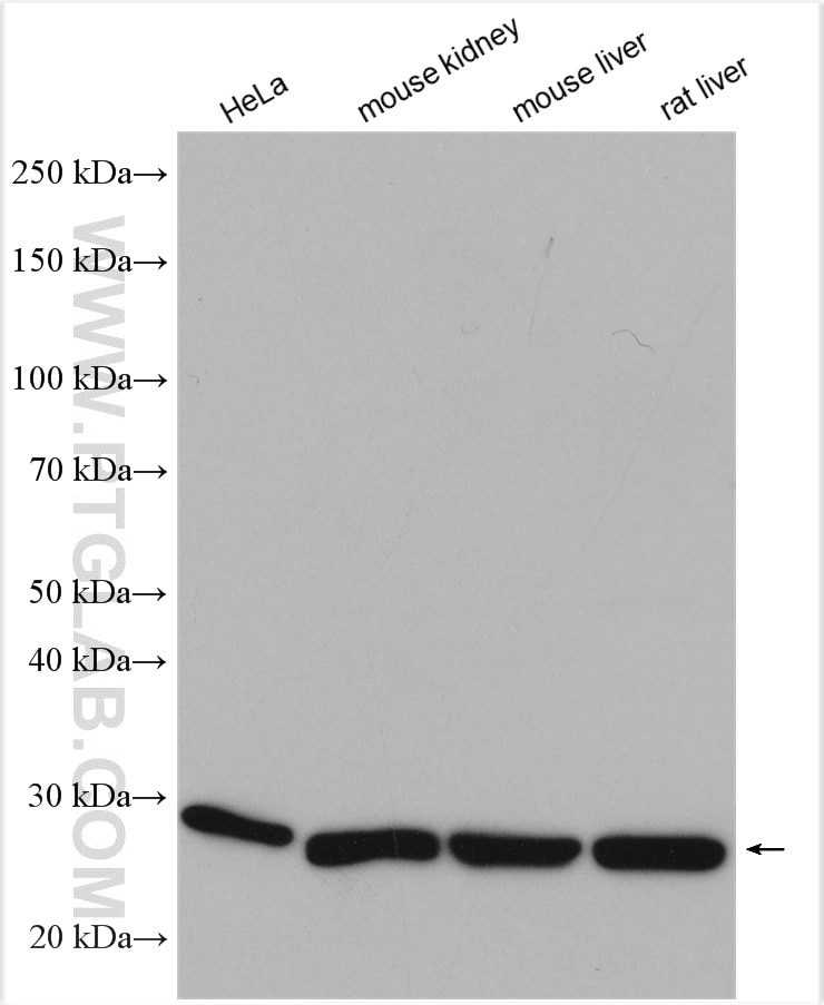 Western Blot (WB) analysis of various lysates using CMBL Polyclonal antibody (17409-1-AP)